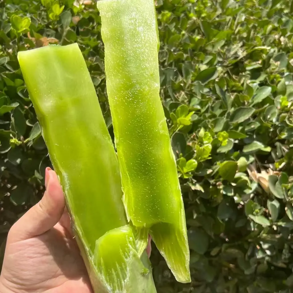 新鲜农家无叶莴笋莴苣 脆嫩可口