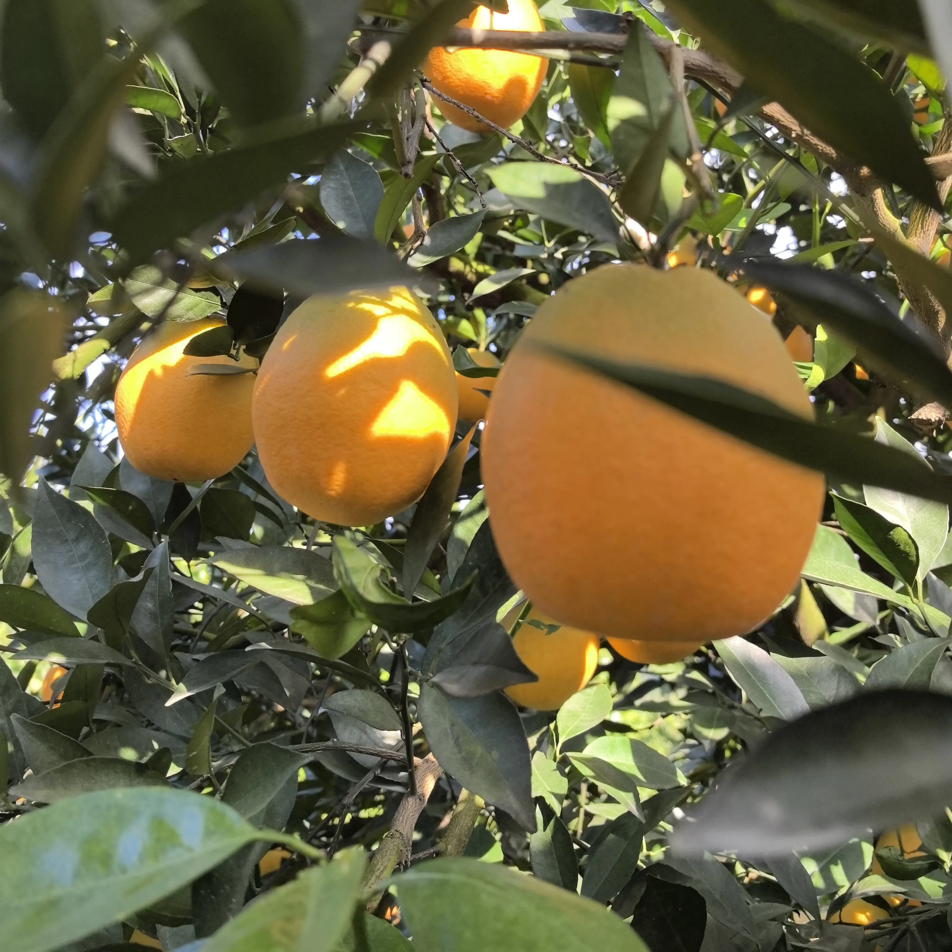 现摘现发水果香甜多汁纽荷尔橙孕妇水果产地直发新鲜橙子补充维C