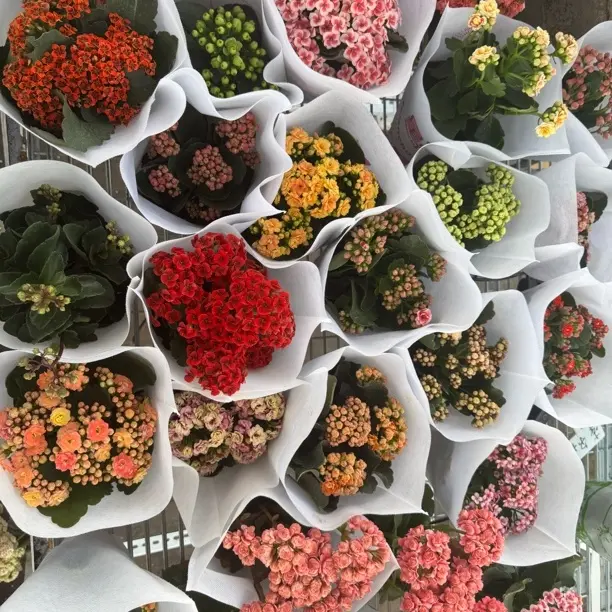 长寿花【2盆】链接里两棵。自行备注！