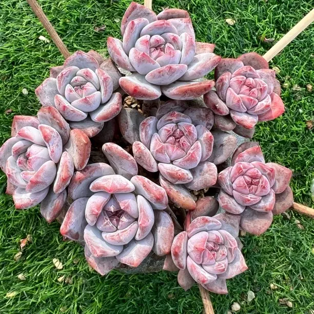 精品老桩群生橙梦露石榴籽星影多肉植物