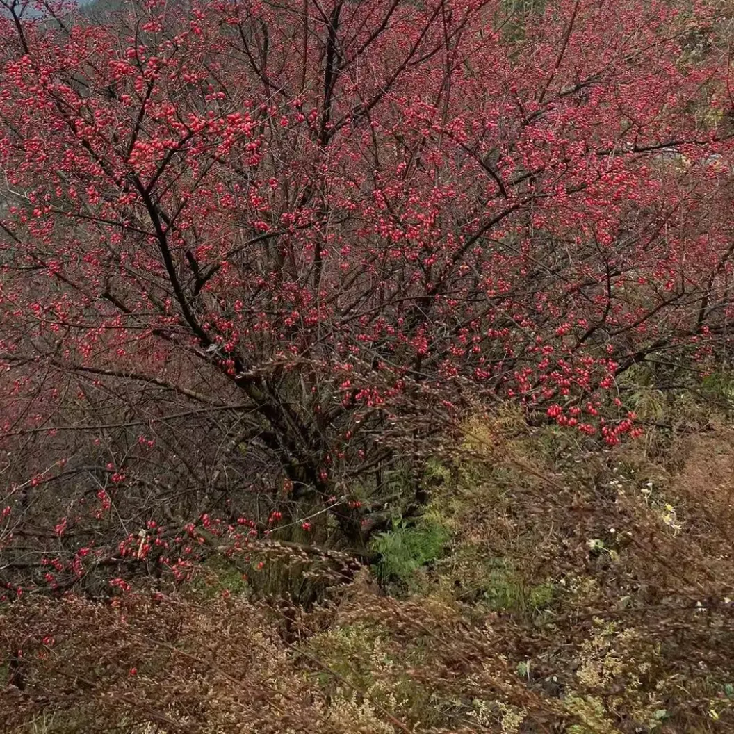 陕西秦岭  山茱萸（自然晾干）泡水，煮水，泡酒