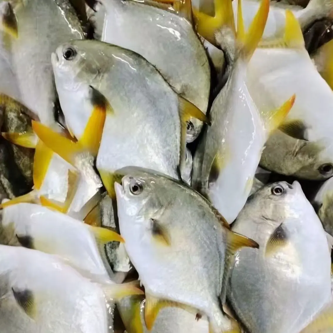 （全国包邮）阳江闸坡港海捕深海金鲳鱼，净3斤/5斤，渔大鲜极力推荐