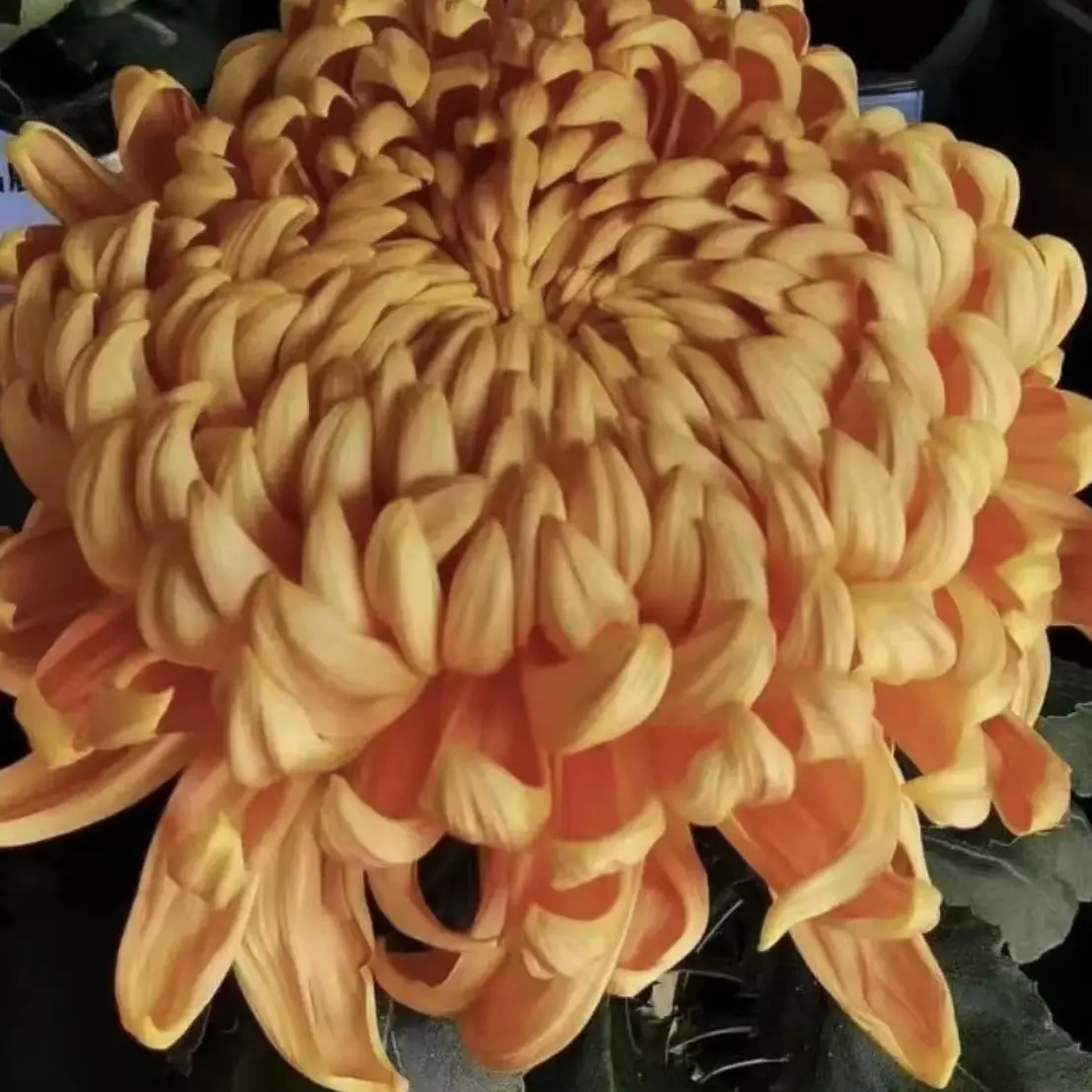 【橙国华】大花富贵菊九月大菊盆栽基地直发