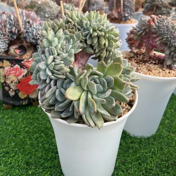 精品霜花缀化多肉植物新手好养可净化空气防辐射