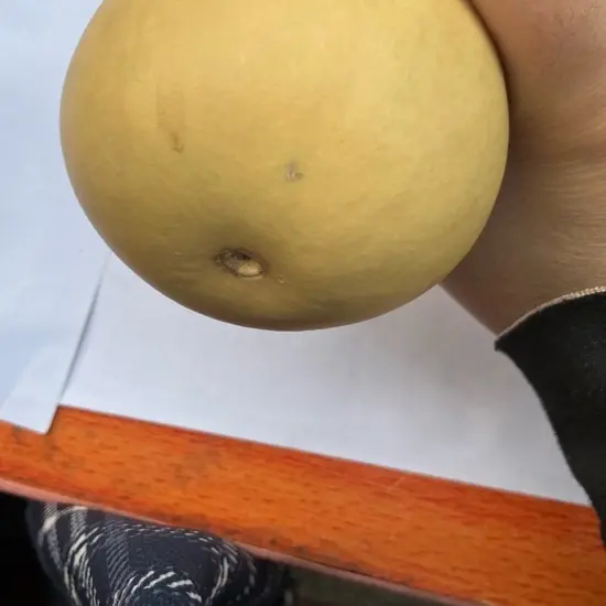 天然怪形葫芦精心挑选5 - 50厘米生长葫芦