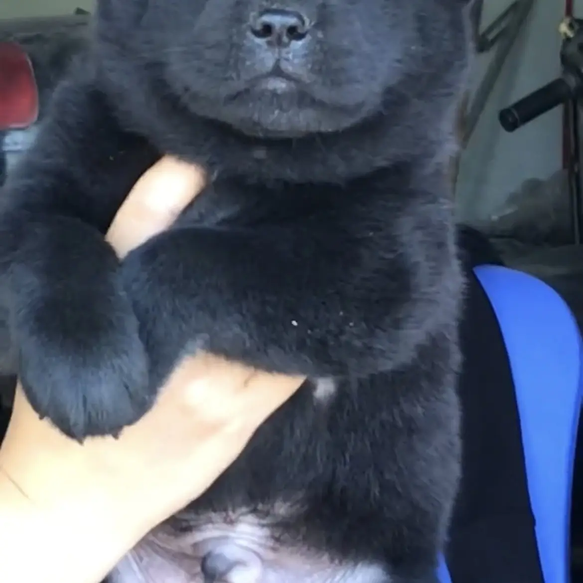 中华田园犬活体黄狗黑狗幼犬适合农村看家护院