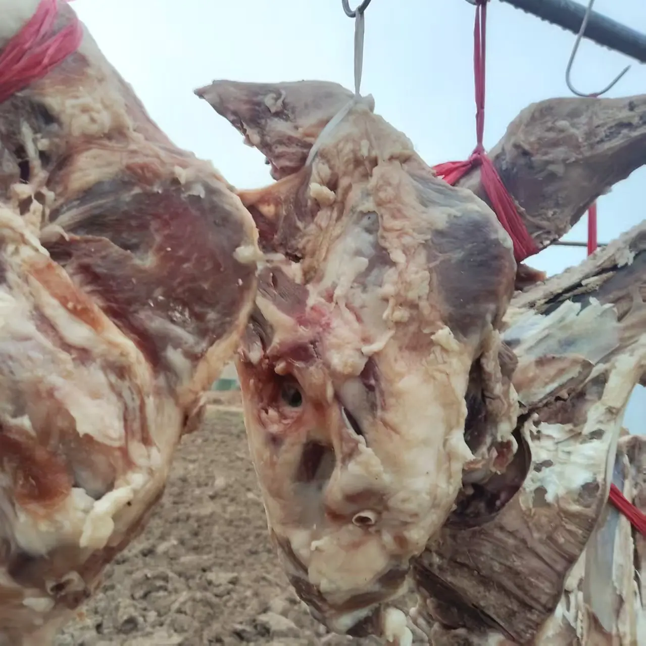 【二荣农场】农家自腌自晒咸猪头肉风干腊肉年货