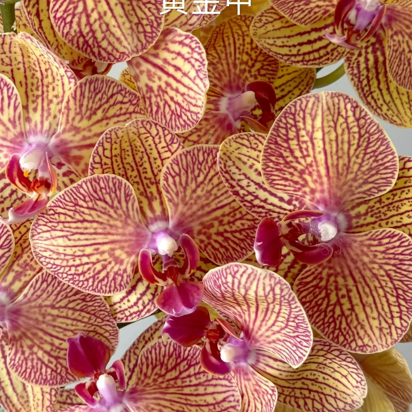 【蝴蝶兰 黄金甲】带花带花苞好养活花期长室内绿植花