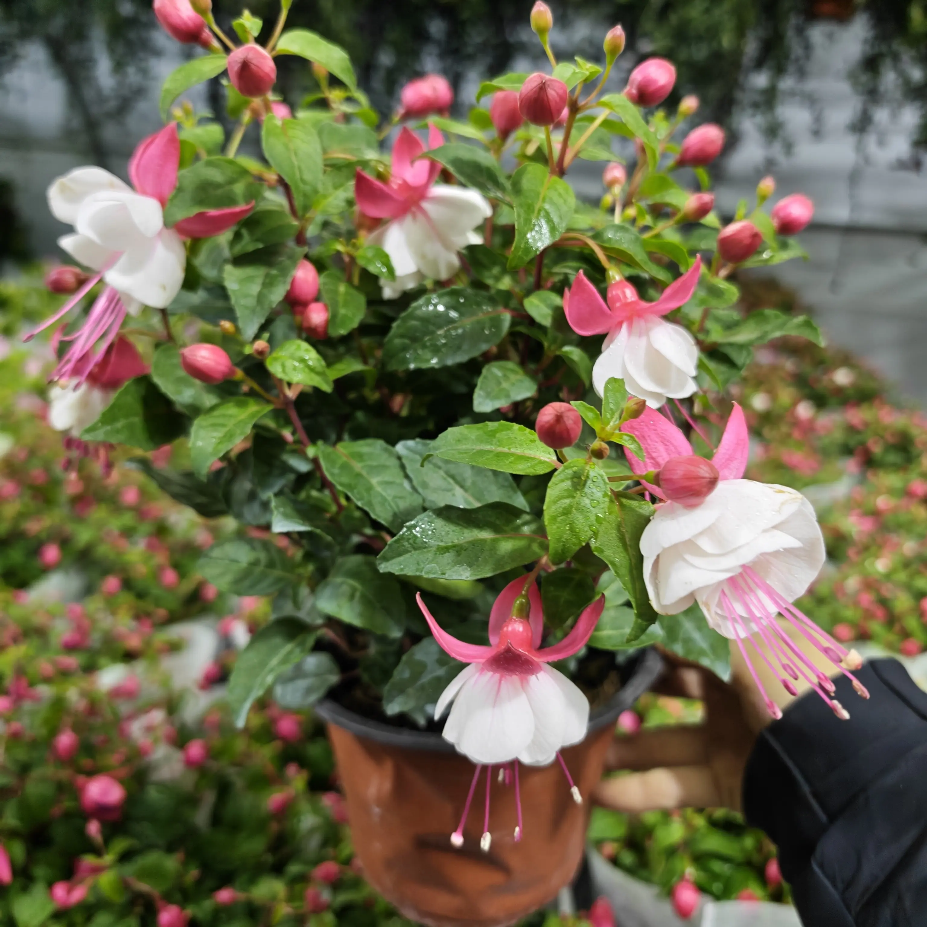 倒挂金钟灯笼花盆栽耐热好养适合阳台庭院种植花卉