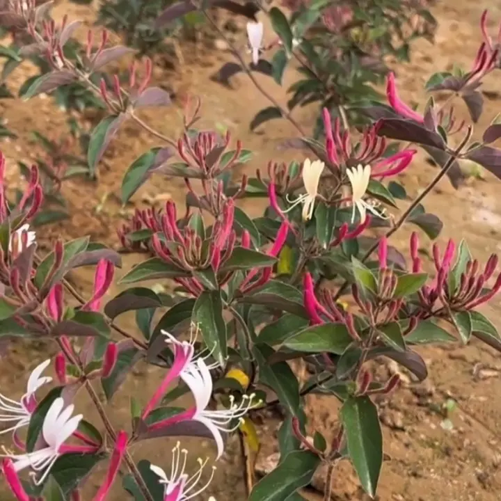 产地直发四季多彩红金银花树苗盆栽泡茶南北通用花卉绿植