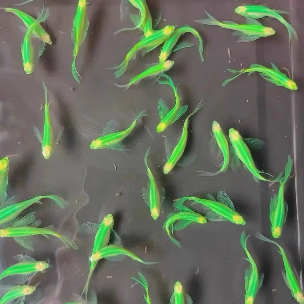 翡翠绿蝶翼斑马鱼3至5厘米长鳍长尾小型热带淡水观赏鱼好养活