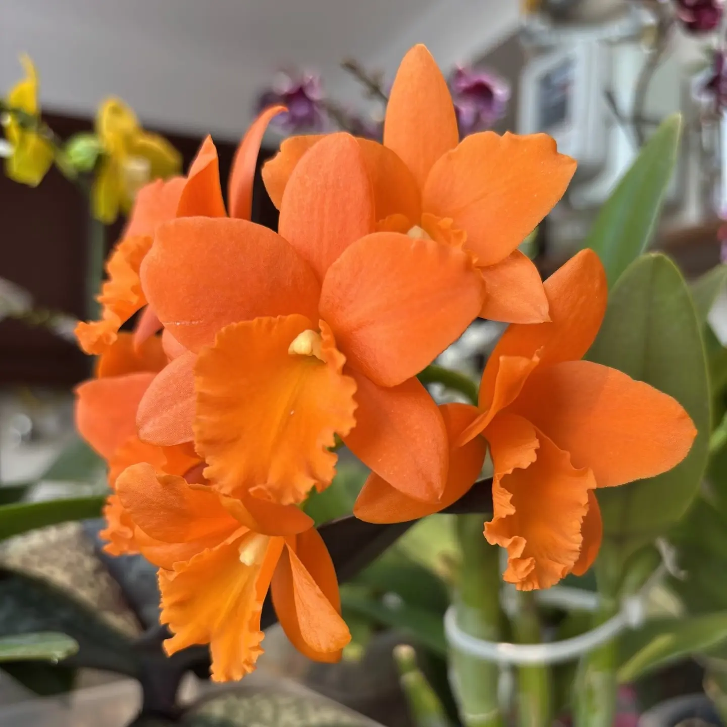 卡特兰金满意 桌面款 带花苞 原盆发货