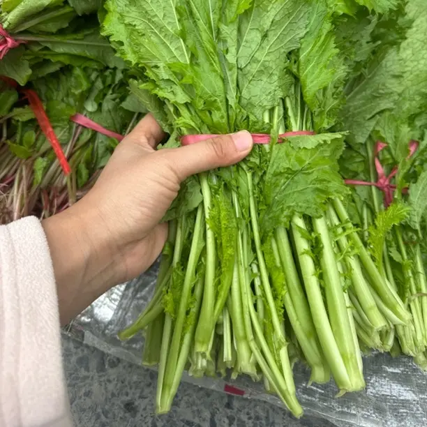湘西新鲜现摘本地青香菜