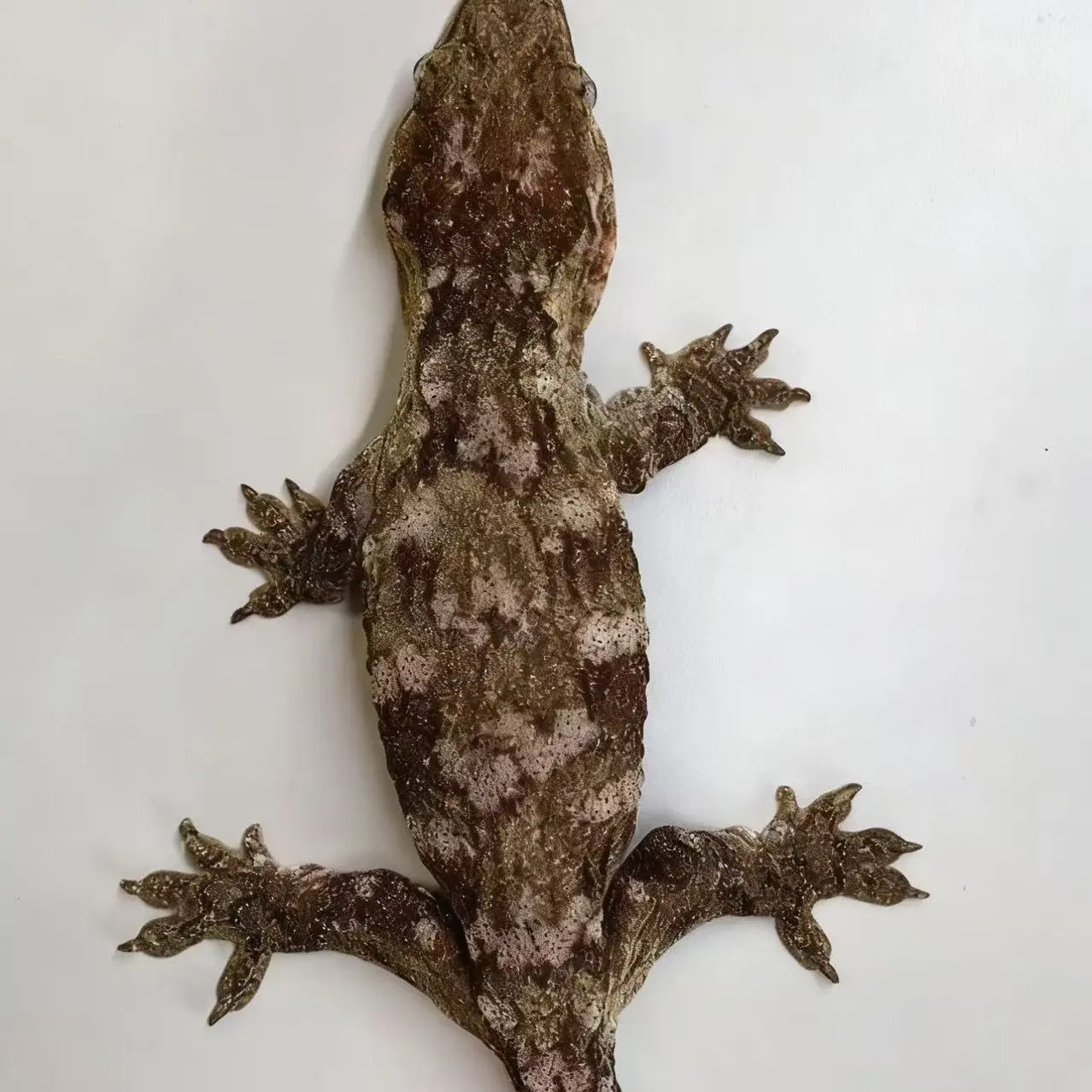 巨人守宫小苗 支岛Ami 母 40克