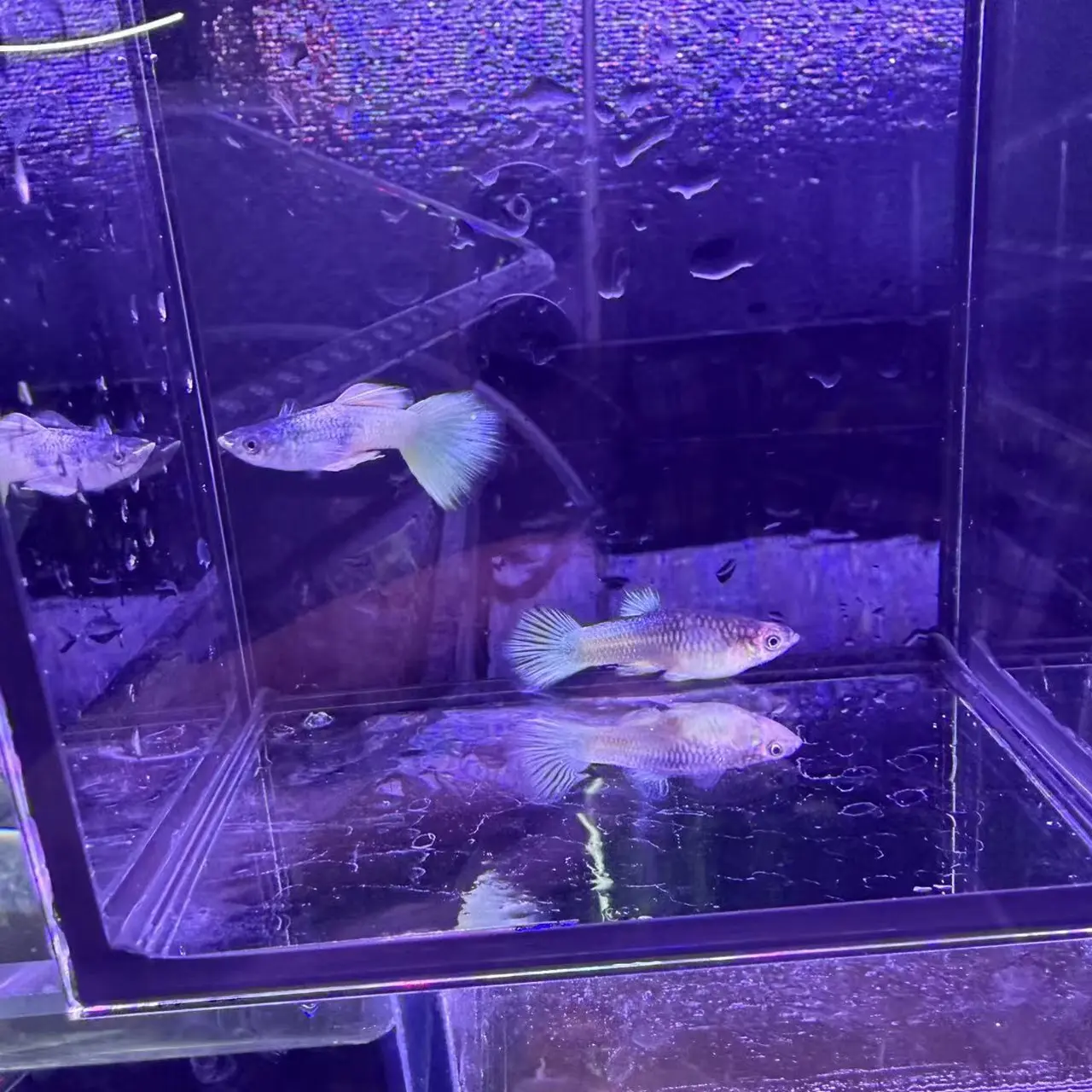 黄粉红礼服孔雀鱼热带淡水观赏鱼好养耐活适合新手小型活