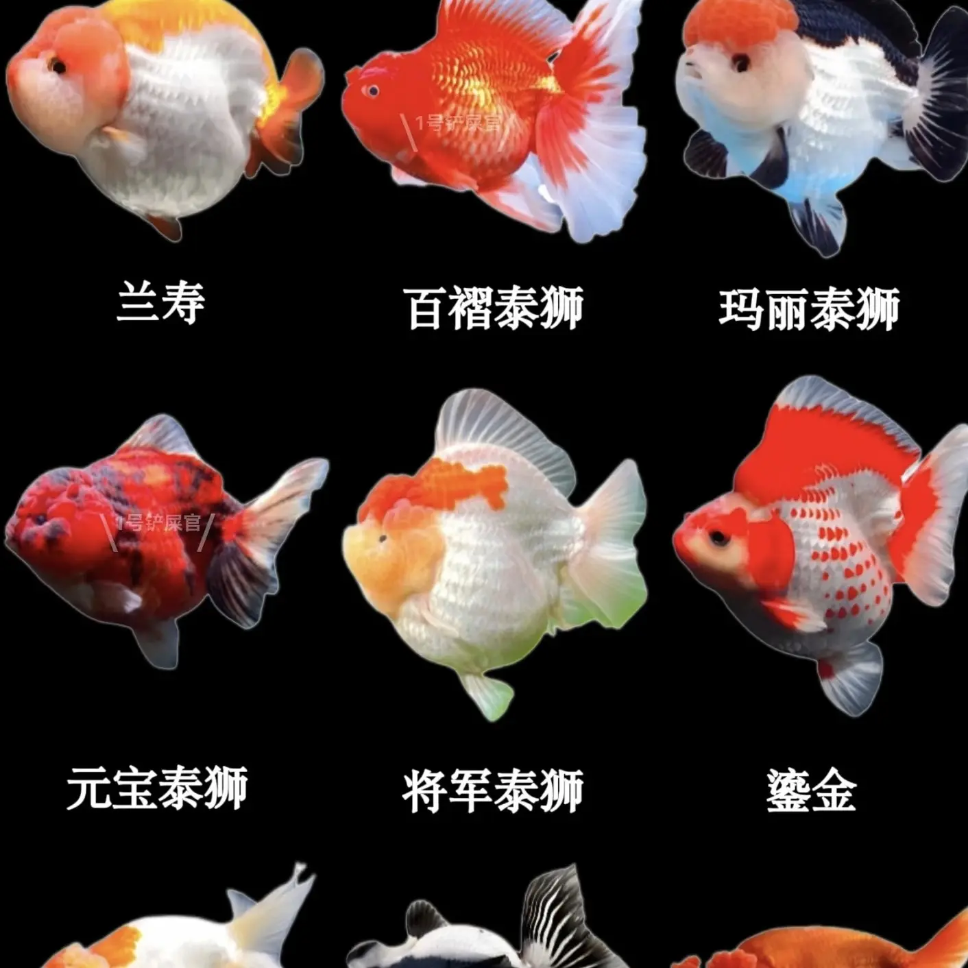 好养耐活的小金鱼冷水淡水观赏鱼红草鱼红狮鱼国粹金鱼