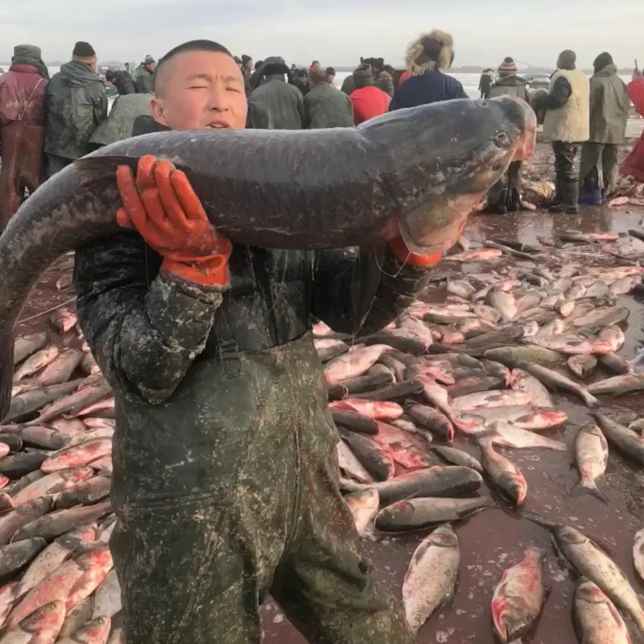 大鲭鱼8至30斤一条东北特产节日礼品