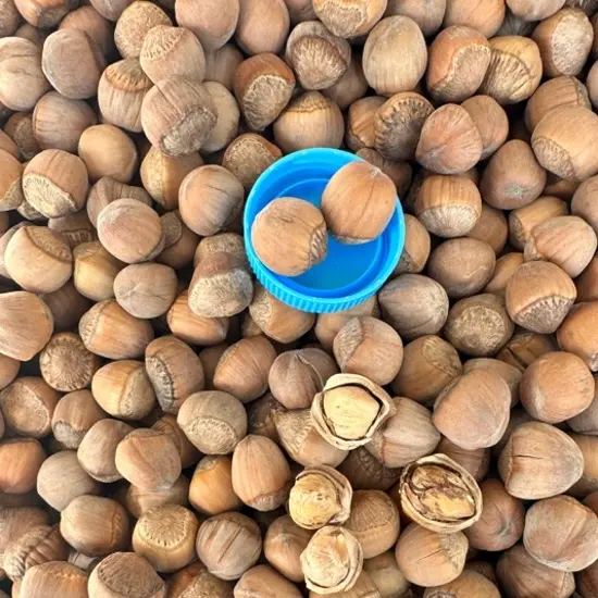 东北山榛子中粒（生榛子）自然晒干野山榛子中粒