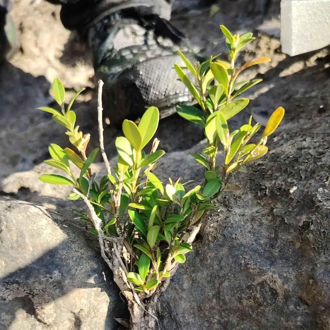 精品瓜子黄杨老桩盆景四季常青绿植盆栽