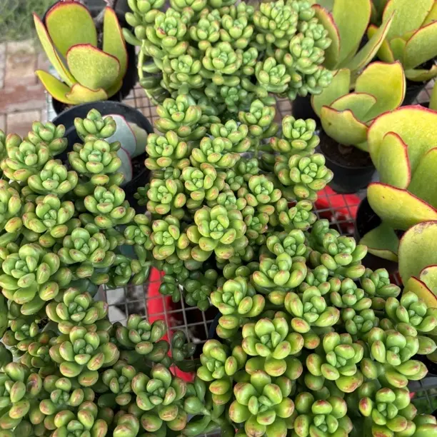 丸叶松绿群生冠幅15公分左右