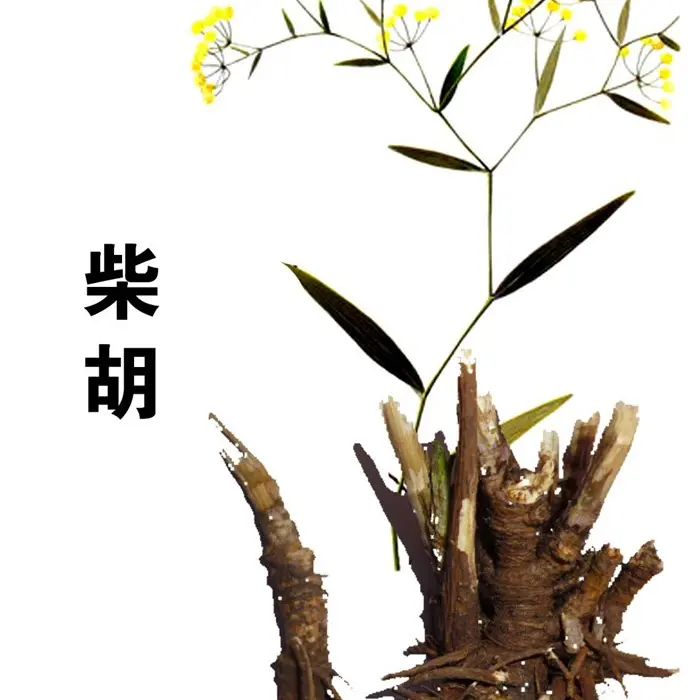 正品柴胡原材中药材独立包装可煮泡饮用