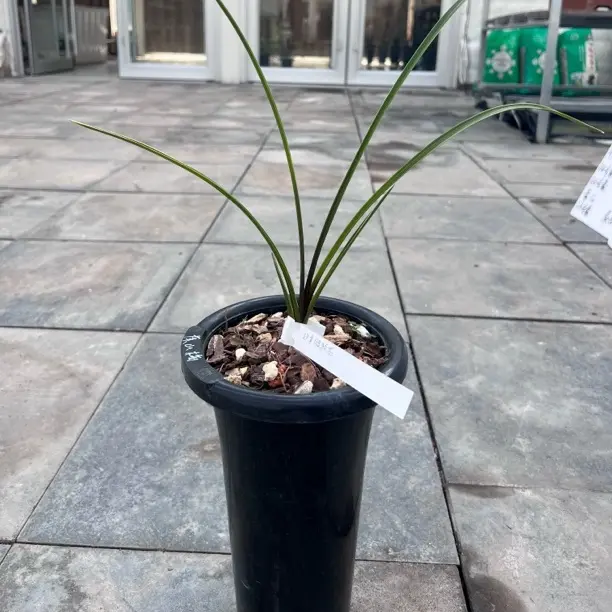 兰花一物一拍直播间请勿自行下单