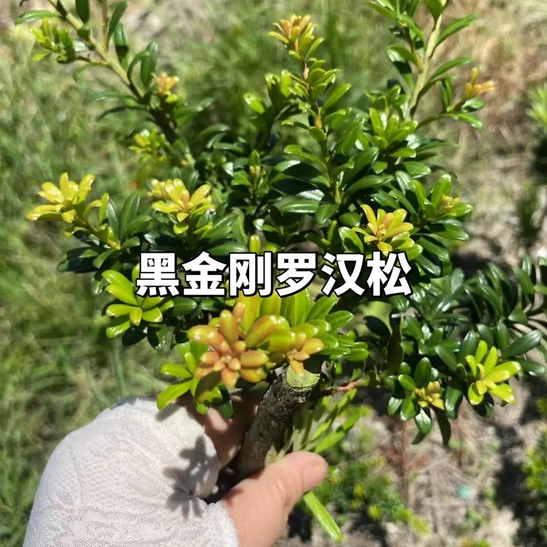 罗汉松，红芽罗汉松，老桩植物室内盆栽办公室花卉四季常青耐阴绿植