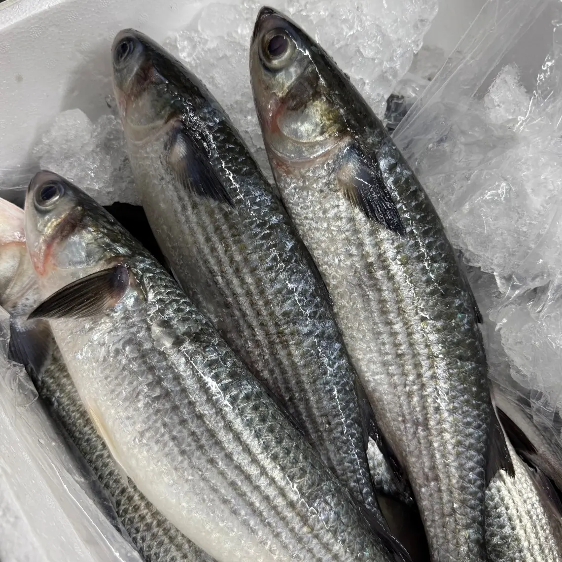 广东汕尾本港野生乌头鱼新鲜海捕（肉嫩肚腩薄容易弹骨介意勿拍）
