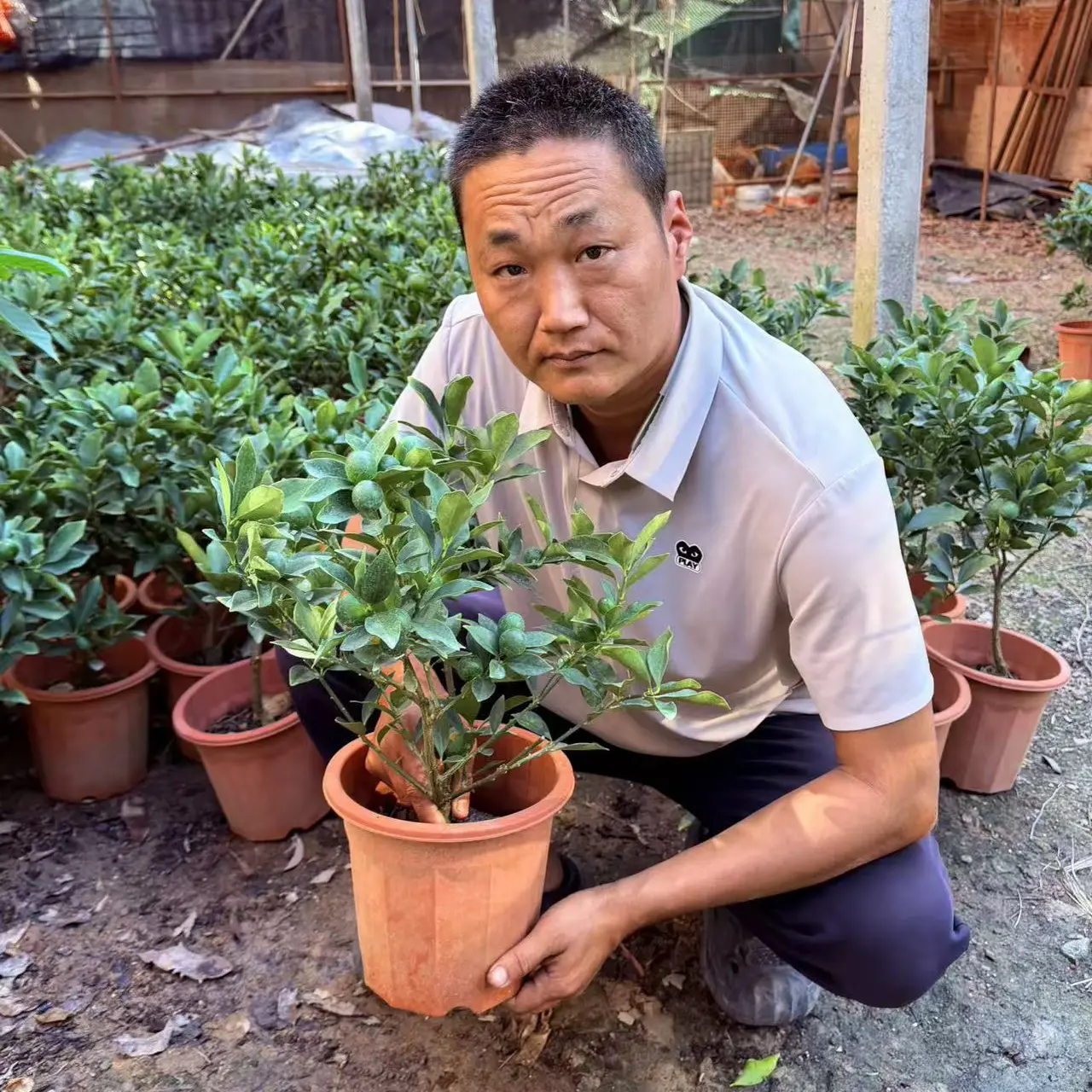 （半眉推荐）脆蜜金桔果树苗二代三代