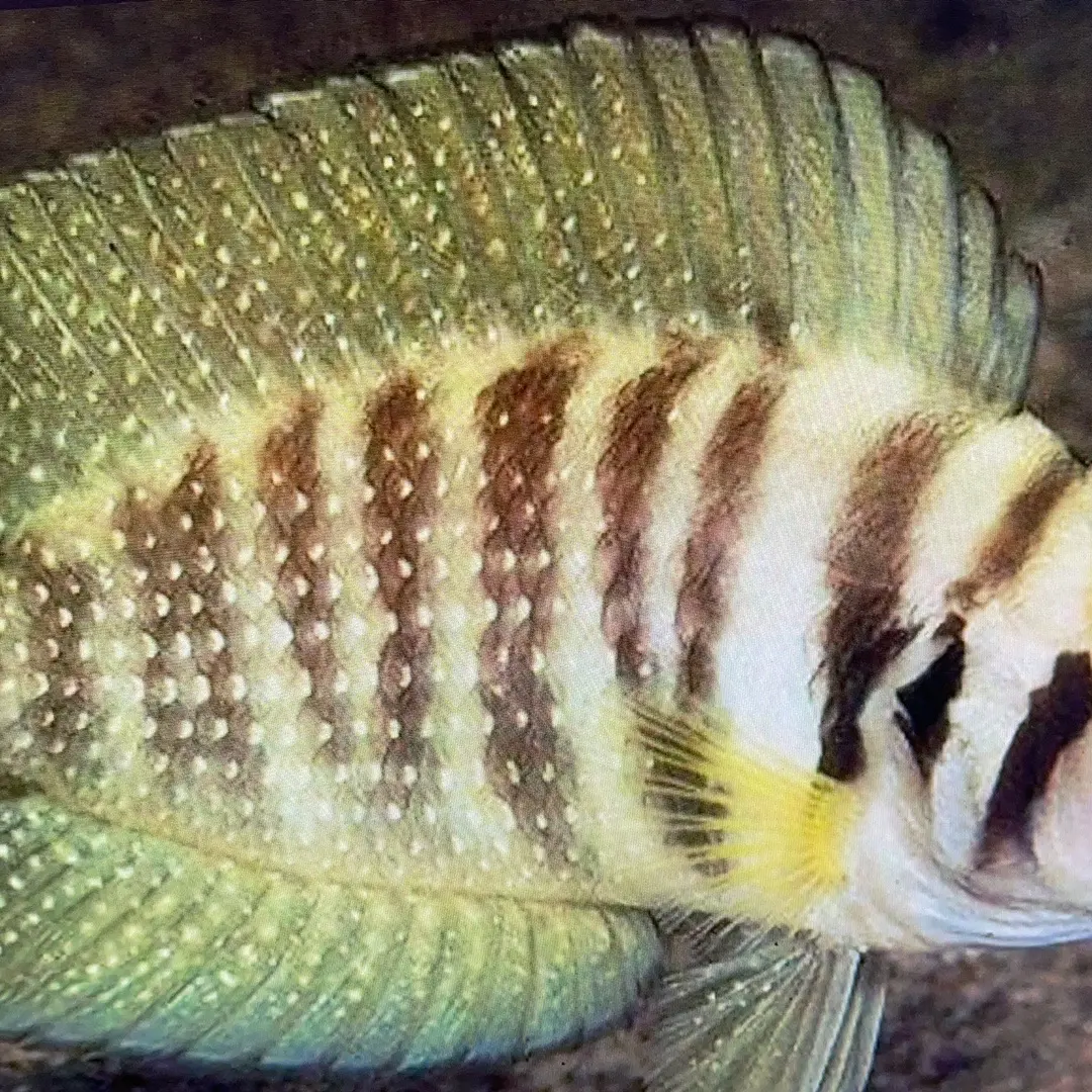 三湖慈鲷坦鲷虎热带观赏鱼活体淡水鱼好养活