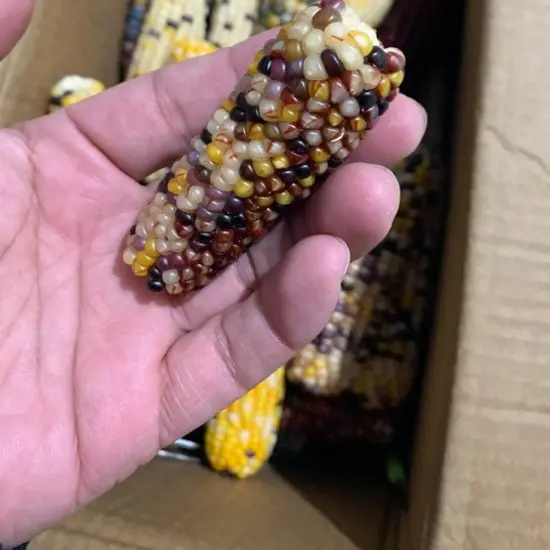 文玩玉米手把件自然成熟小玉米七彩颗粒饱满手拿件