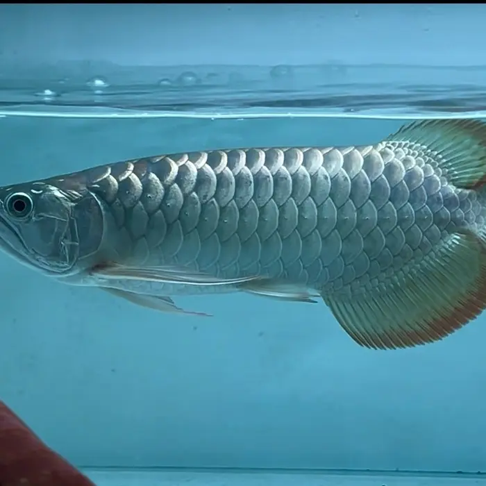 45号缸印尼红龙36公分左右