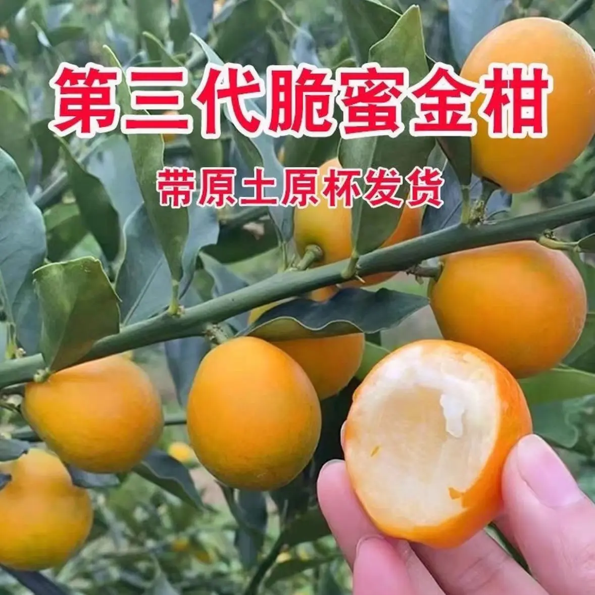 带土带花第三代脆蜜金柑树苗纯甜脆皮金桔苗庭院盆栽地栽
