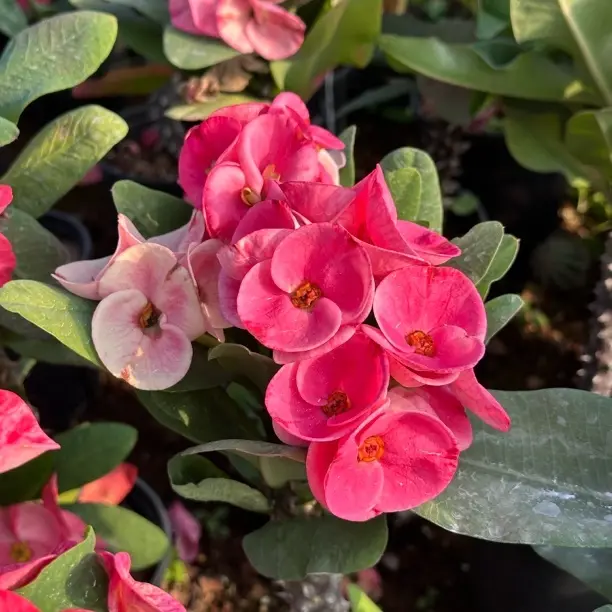 虎刺梅铁海棠盆栽四季开花耐热室内阳台花卉好养易活