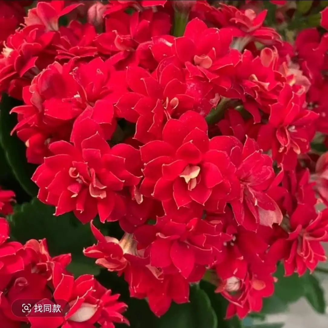 长寿花-（秘密）130大盆 花苞发货