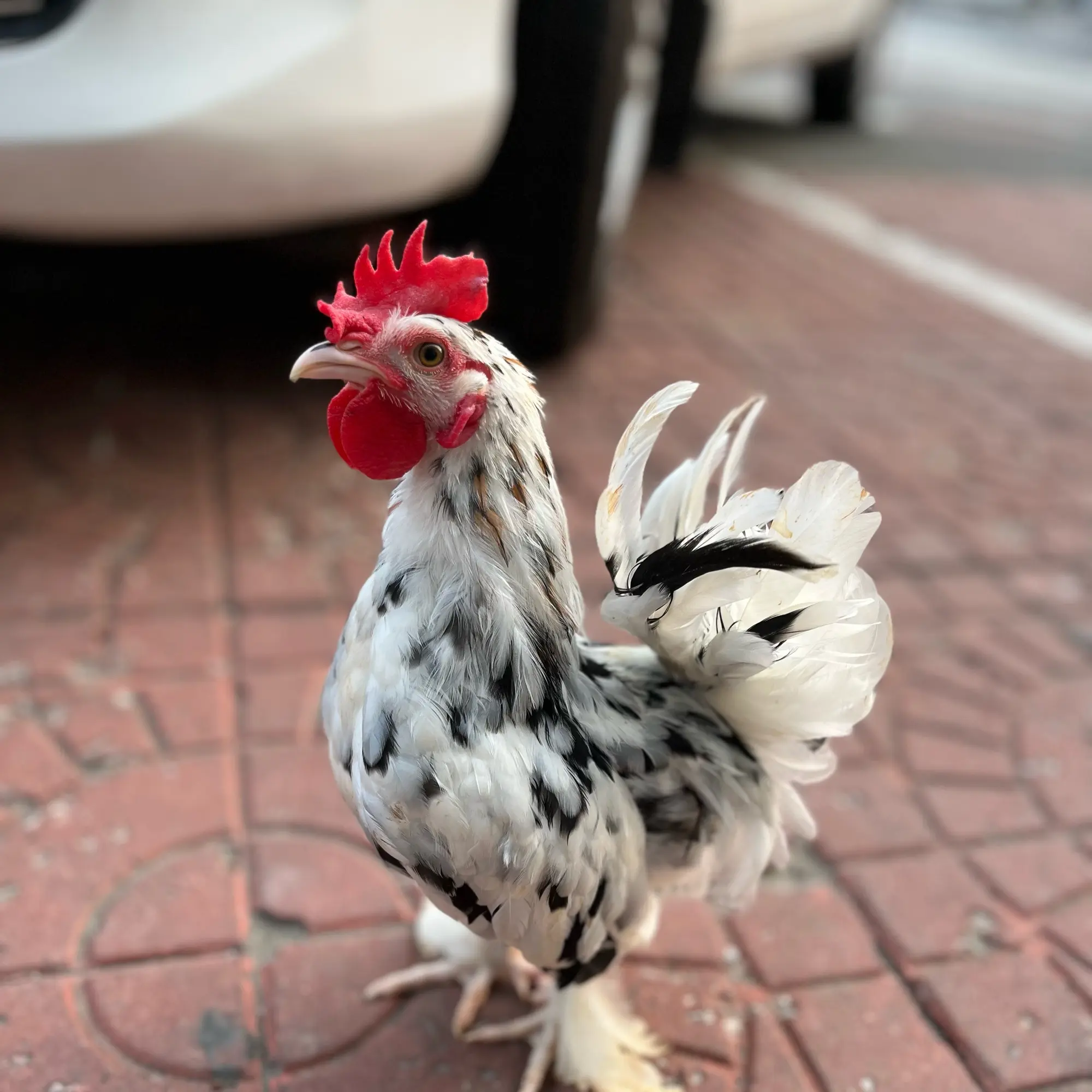 宠物 元宝宠物 圆环宠物