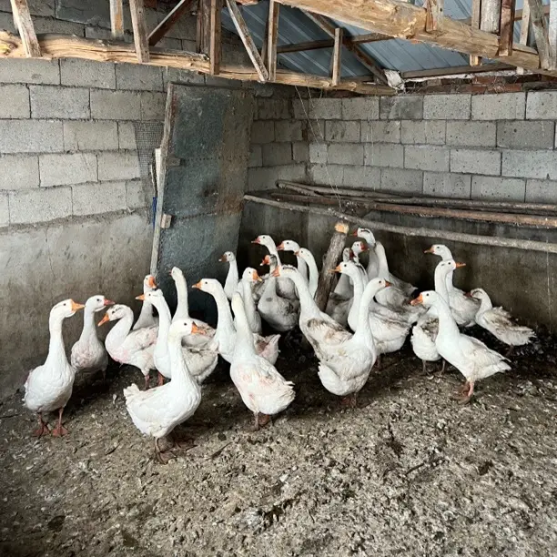 东北农村散养大鹅笨鹅溜达鹅带心肝现杀铁锅炖食材包邮到家