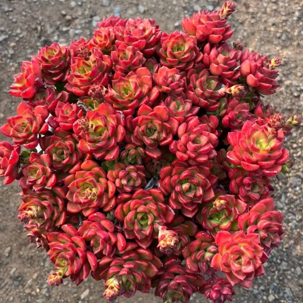 30公分老桩玫瑰蒂亚多肉植物新手好养室内阳台庭院盆栽（脱土发货）