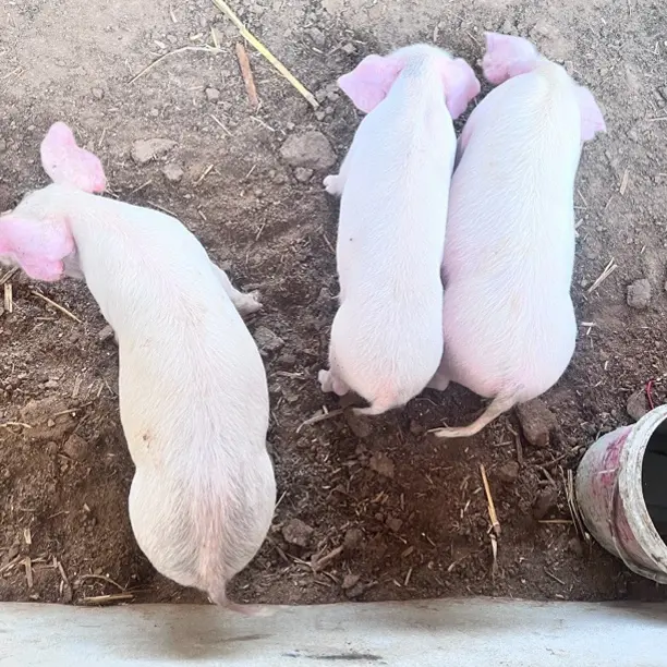 修水农家散养土猪小猪新鲜现杀、顺丰包邮（一物一拍）