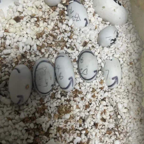 蛋龟果核打款后付款