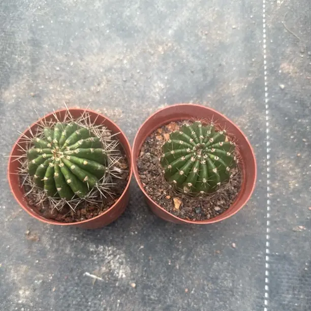 6号和10号，球体4.5公分左右瑕疵组合