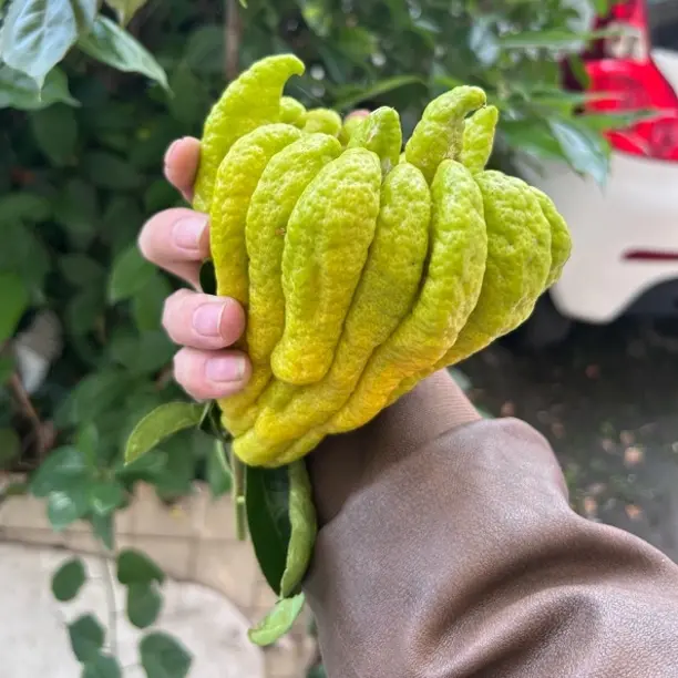 【瑕疵果】新鲜现摘佛手柑带枝可水培观赏食用果香浓郁不售后