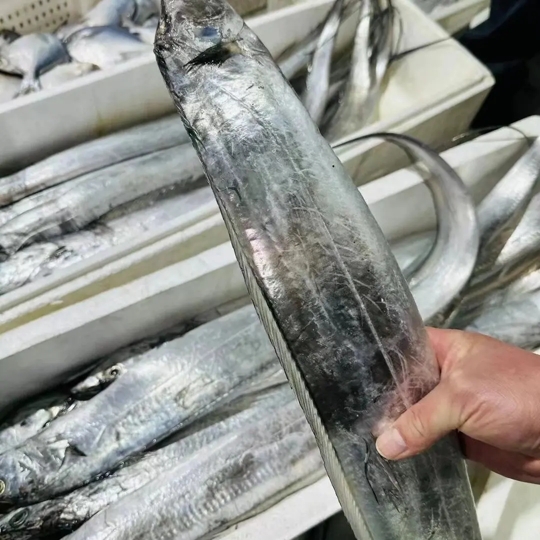 大连 渤海湾小眼睛刀鱼 4斤顺丰包邮