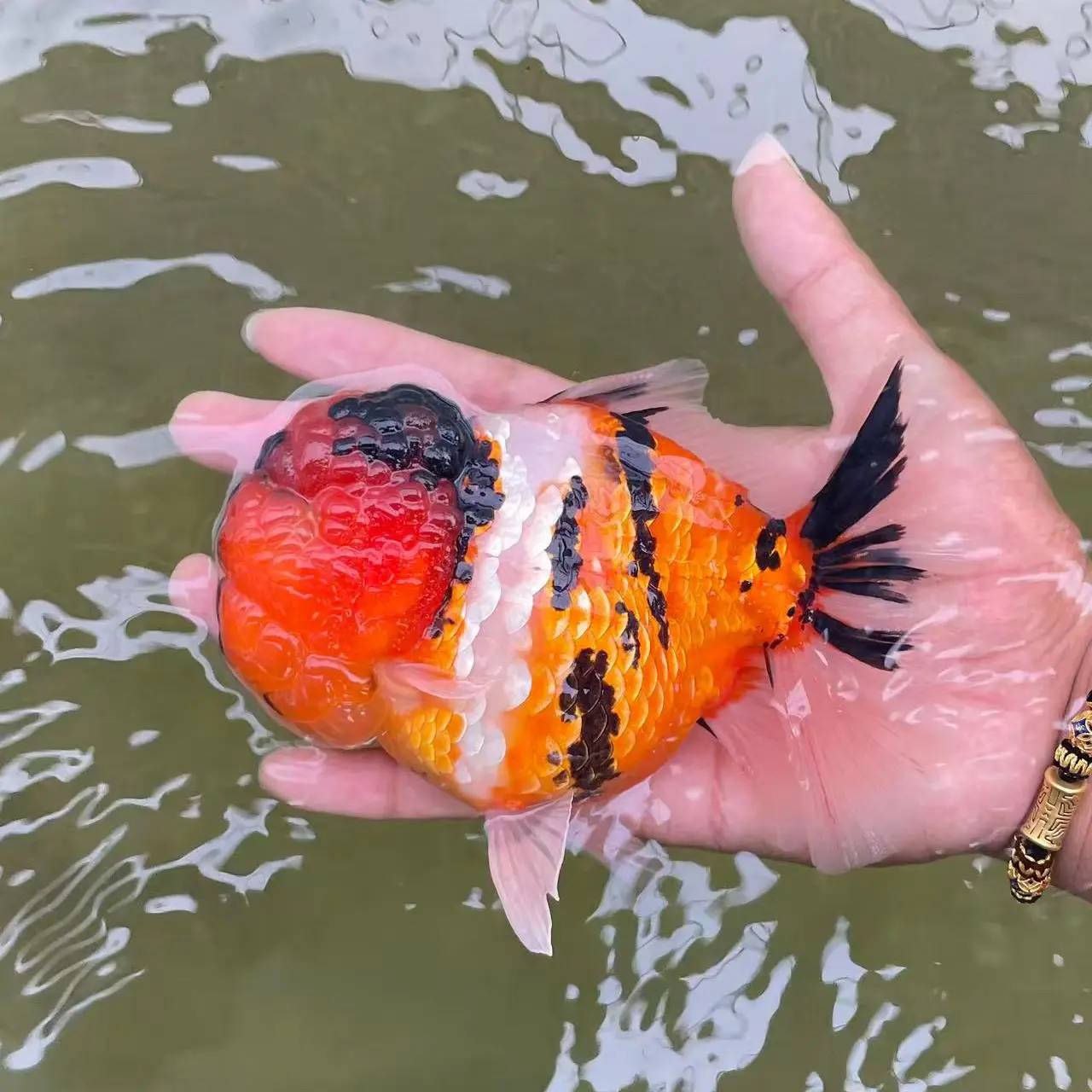 兰寿金鱼活体淡水冷水观赏鱼好养好看广温鱼活体鱼