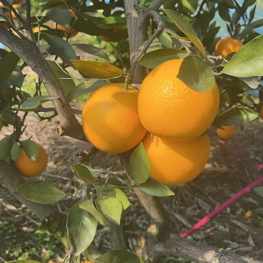 邵阳血橙脐橙新鲜应季水果产地直发带枝带叶香甜爆汁手剥橙子