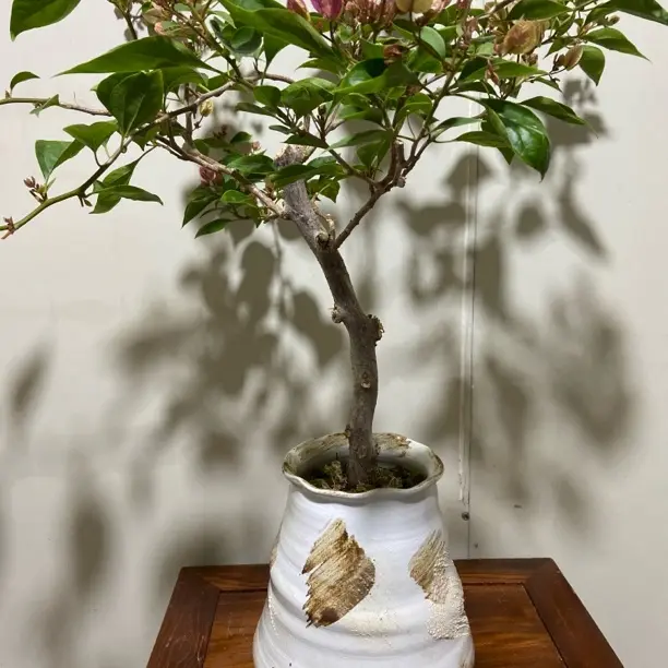 三角梅漳红樱勤花品种四季开花适合阳台庭院种植好养易活