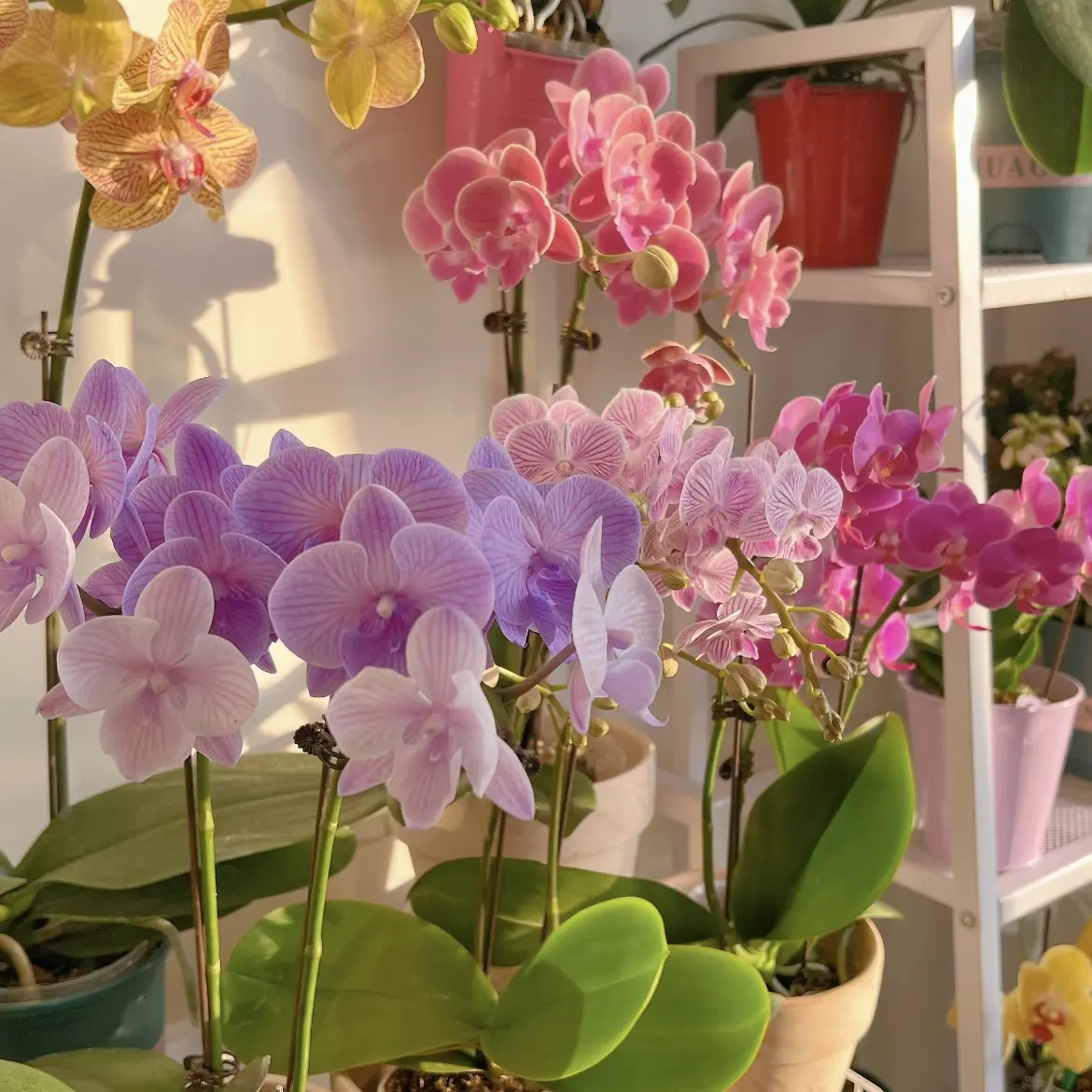 【蝴蝶兰】室内花卉开花带花剑耐旱好养