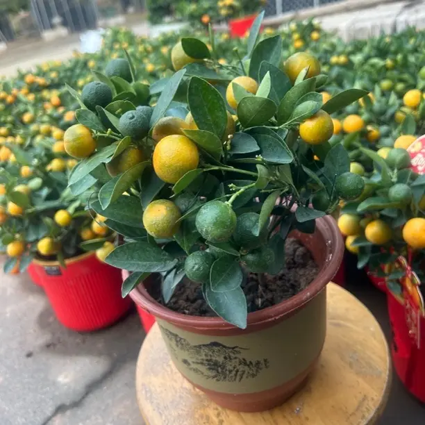 橘子盆栽带果发货四季种植室内外客厅阳台观赏绿植