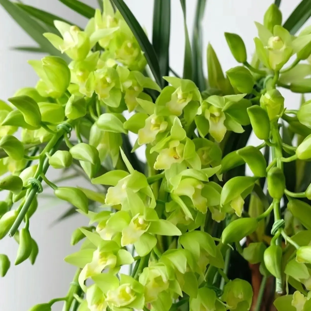 精品【绿精灵】大花蕙兰带花苞室内外盆栽浓香型好养易活