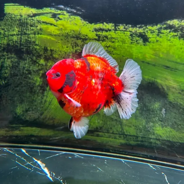 泰师 顺丰到付 包活包损